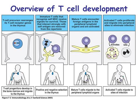 Ppt Lymphocyte Development And Survival Chapter 7 Powerpoint