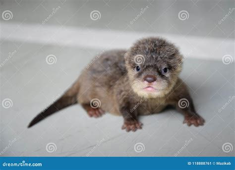 Baby Otters Playing