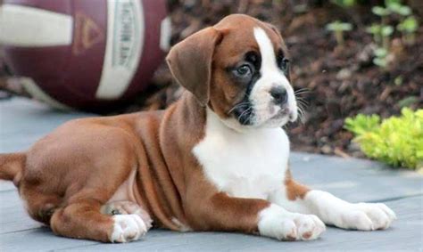Boxer Puppies For Sale In Delhi 100 Pure Breed Dav Pet Lovers
