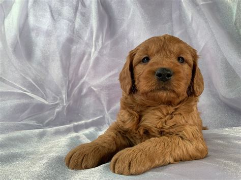 The goldendoodle gained popularity in the 1990's, and breeders soon began developing a smaller goldendoodles by introducing the mini poodle into the breed mix of a golden retriever and a poodle. Miniature Goldendoodle Puppies for Sale, Iowa Breeder ...