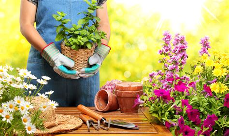 Consejos Básicos Para Aprender A Cuidar Un Jardín Cuidados De Plantas