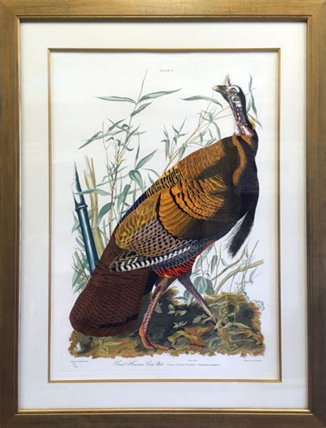 Audubon Wild Turkey Framed Print H Allen Holmes Inc