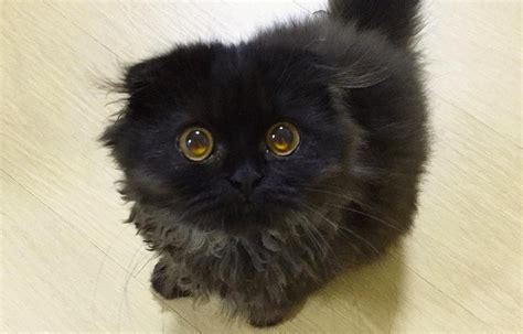 This Cat Might Have The Most Adorable Eyes Youve Ever