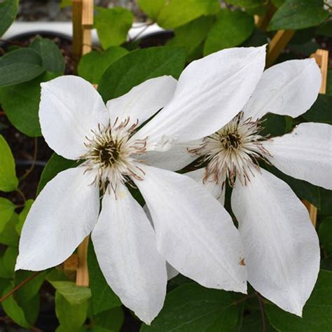 Clematis X Henryii Clematis Henryi From Plantworks Nursery