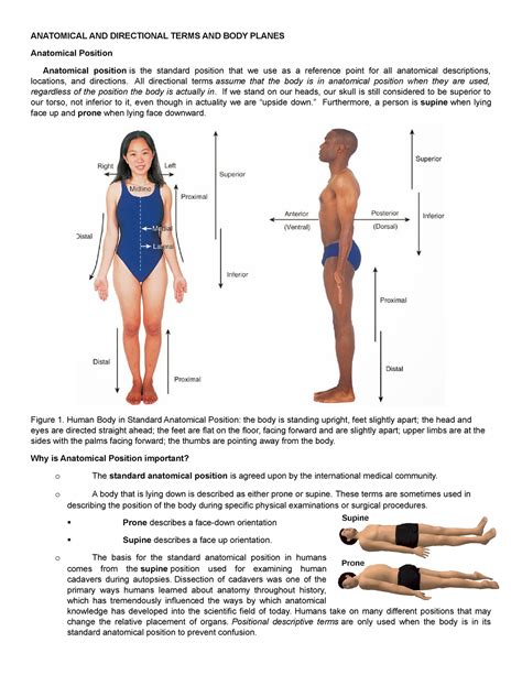 M1t1d Lecture Notes On Anatomical Positions Anatomical Terms Directional Terms Anatomical