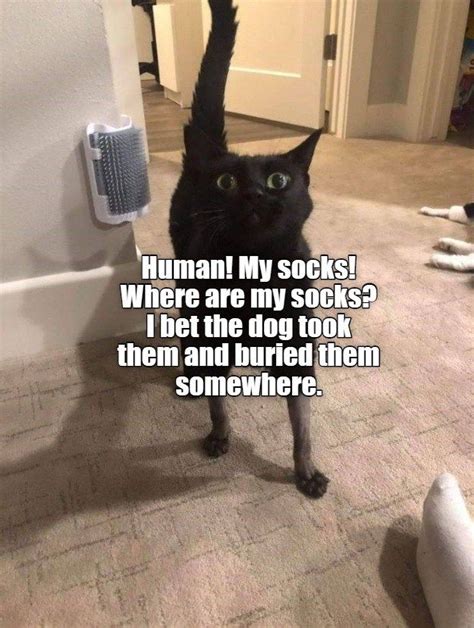 Where Are My Socks Cat And Dog Memes Funny Animals With Captions