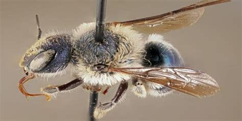 Ultra Rare Blue Bee Rediscovered By Researchers In Florida Rfeedimo