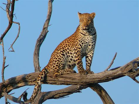 Engaging Journeys | Leopard in Botswana