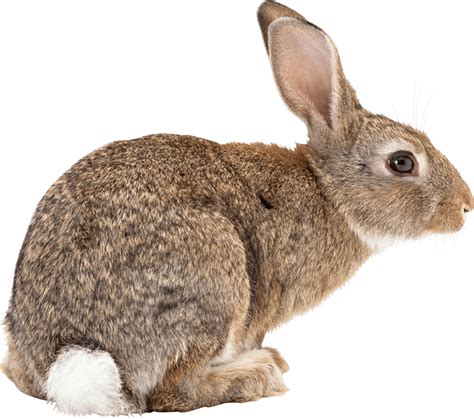 Brown Rabbit Sideview Png Image Purepng Free Transparent Cc0 Png