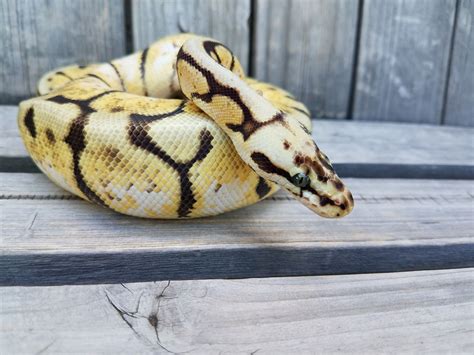 Bumblebee Ball Python Ball Python Pet Snake Dream Snake