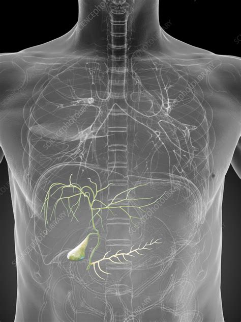 Male Gallbladder Illustration Stock Image F0382466 Science