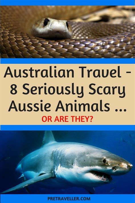 Australia Reportedly Has Some Of The Most Dangerous Animals In The