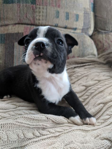 Beautiful quality miniature dachshund puppies available to 5*loving homes only. Boston Terrier Puppies For Sale | Charlotte, MI #260783