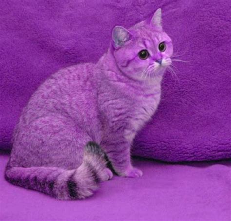 Purple Cat With Purple Background Purple Cat Purple Backgrounds World