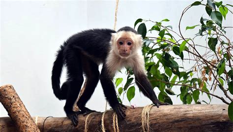 ¿recuerdas Al Mono Capuchino Lo Reportan Con Azúcar Diario El Mundo