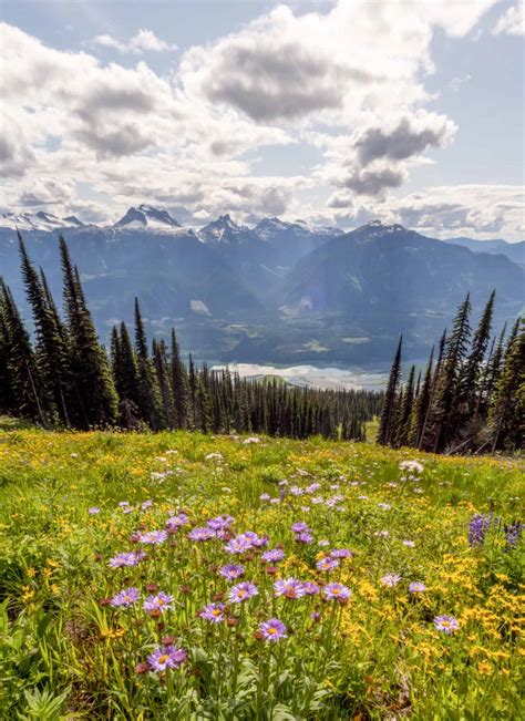 Alpine Wildflowers In Bloom On Mount Revelstoke Revelstoke