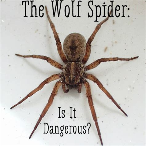Can A Wolf Spider Bite Kill You Wolf Spider Bite Pictures Treatment