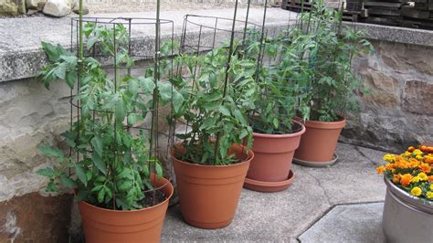 If we stop for a second and consider the benefits of growing tomatoes (or anything else) in pots, it's not difficult to understand why. Different Gardening Methods and The Pros and Cons of Each ...