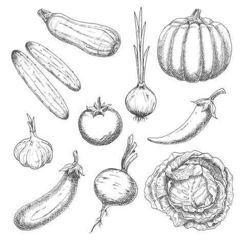 Farm Vegetables Sketches For Agriculture Design 11664794 Vector Art At