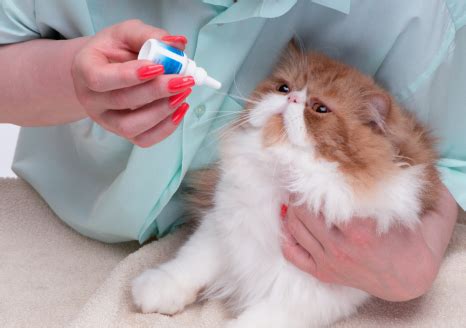 Pagesotherbrandwebsitehealth & wellness websitecat health guidevideoscat eye infection care and treatment. Cat Eye Infections Treatment You Can Do At Home - The ...