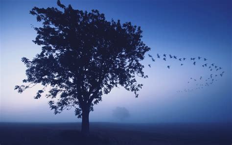 Wallpaper Tree Evening Lonely Birds Wedge Sky Dark Blue Shades