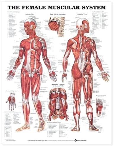 The Female Muscular System Laminated Anatomical Chart Company Amazon Co Uk Business