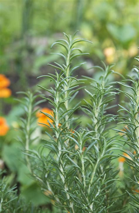 Everything You Need To Know About Growing Rosemary Kitchn