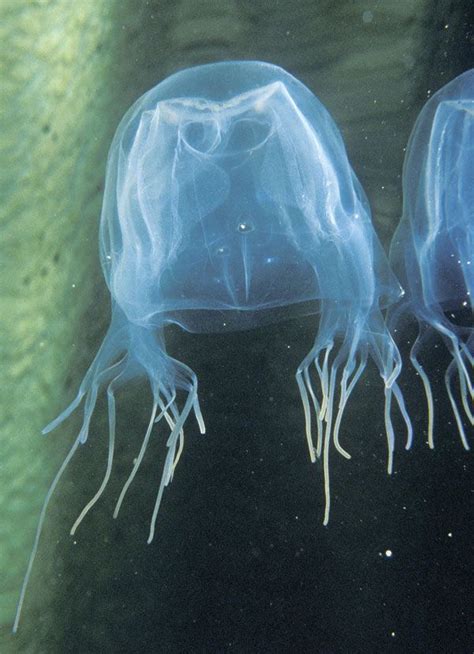 The Deadliest Sea Creature Of All Box Jellyfish Kills More People Than