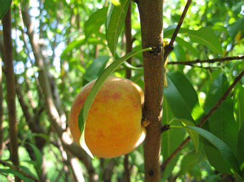 The once and future florida peach: Sustainable Madness: Florida Peaches