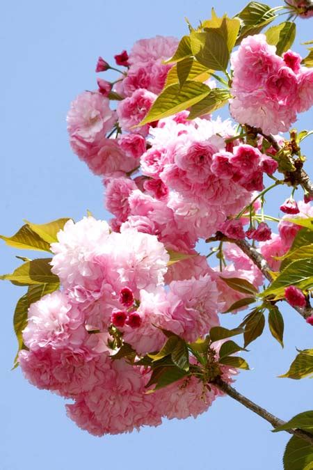 Flowering cherry trees, also known as cherry blossom trees, are extremely popular and renowned for their magnificent blossoms that cover the branches. 4 Best Flowering Cherry Trees to Grow in the South ...