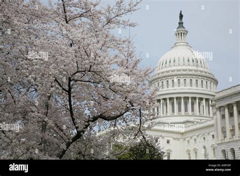 Capitol Building Cherry Blossoms Washington Dc Usa Stock Photo Alamy