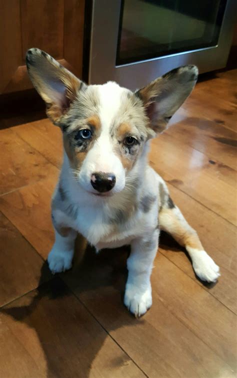 Corgi Aussie Mix Puppy Augi Growing Into Her Ears Corgi Mix