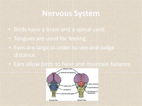 Ppt All About Aves Birds Powerpoint Presentation Free Download Id