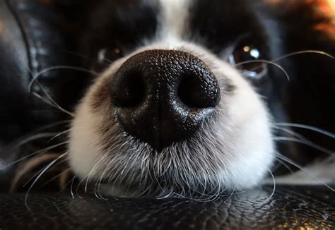 Why Are Dog Noses Cold And Wet Pet Care Advisors