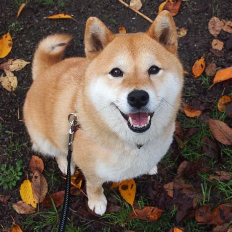 Shiba Inu Komugi （柴犬の小麦さん） かわいい犬の品種 柴犬 柴犬 画像