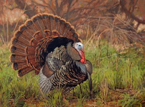 40 best national wild turkey federation images on pinterest wild turkey hunting and turkey