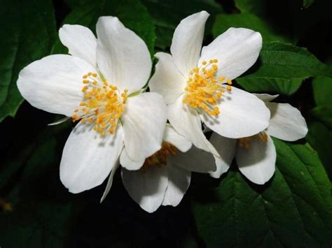 Does Jasmine Attract Or Repel Mosquitoes Answered Leafyjournal