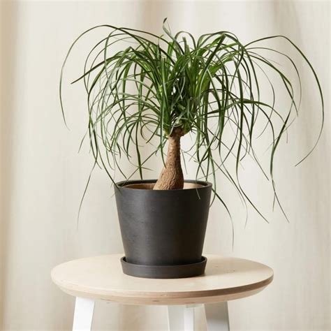Low Light Indoor Plants That Thrive In Near Darkness