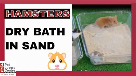 Hamsters Dry Bath In Sand For Hamster Youtube