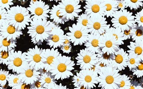 Magical Daisies Wallpapers Wallpaper Cave