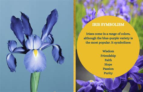 Iris Symbolism And Meaning Symbol Sage