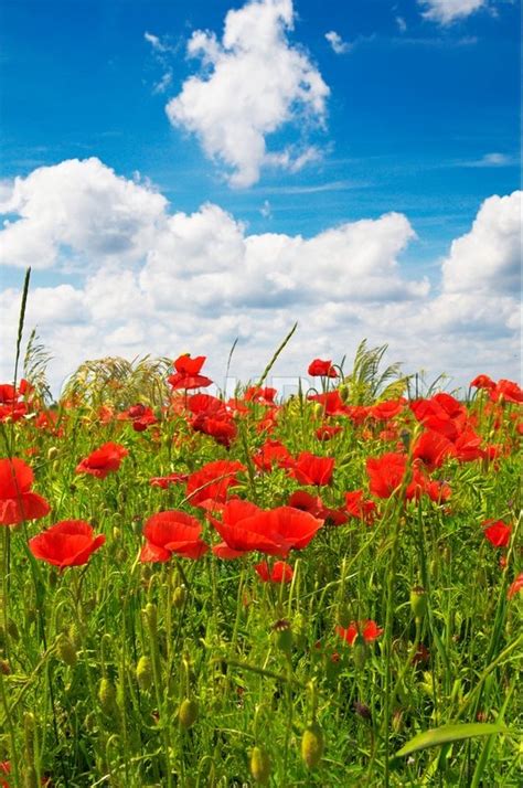 Landscape Of Poppies And Blue Sky By Stock Photo Colourbox