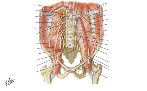 Lumbar Plexus W Muscle Diagram Quizlet