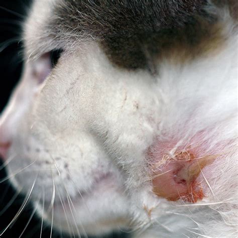 Veterinary Practice Cat Bite Abscess In Humans