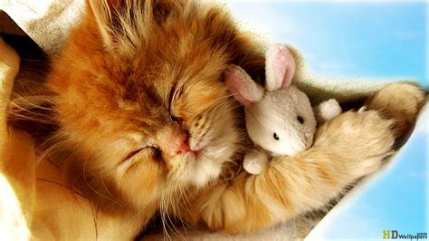 49 Baby Kittens Wallpapers Wallpapersafari