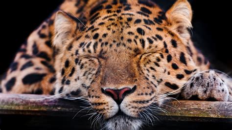 Amur Leopard Schlaf Ruhe 2560x1600 Hd Hintergrundbilder Hd Bild