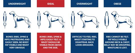 Combating Your Dogs Obesity Healthy Paws