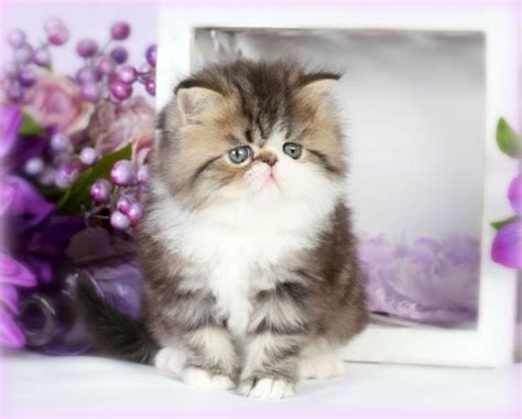 White Bicolor Teacup Persian Kitten Biological Science Picture