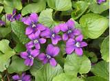Photos of Wood Violet