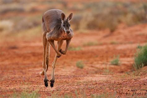 A Male Red Kangaroo Hopping On A Gibber Plain Jami Tarris Photography